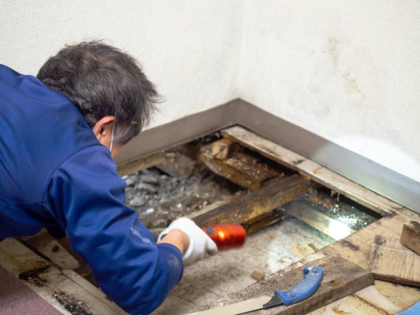 Best Attic Mold Remediation in Racend, LA