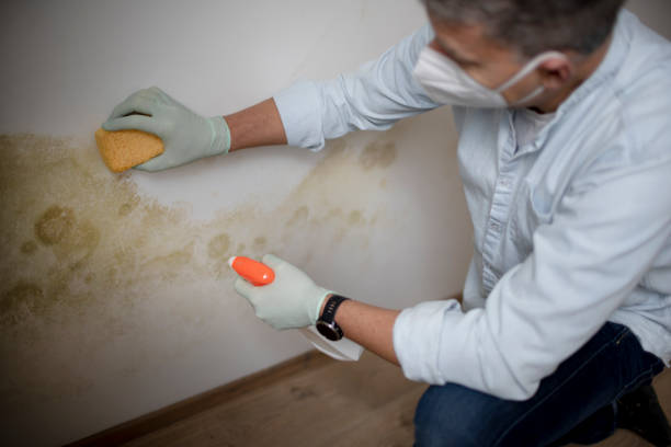 Professional Mold Remediation in Raceland, LA